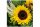 TI-Flair, 20 Stk. Servietten "Sonnenblumen"