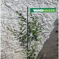Windhager, Pflanzstab, Stahl, grün, 90cm