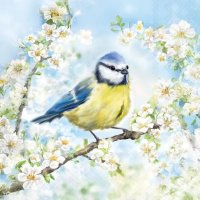20 Stk. Servietten "Vogel Ast Blüten",...